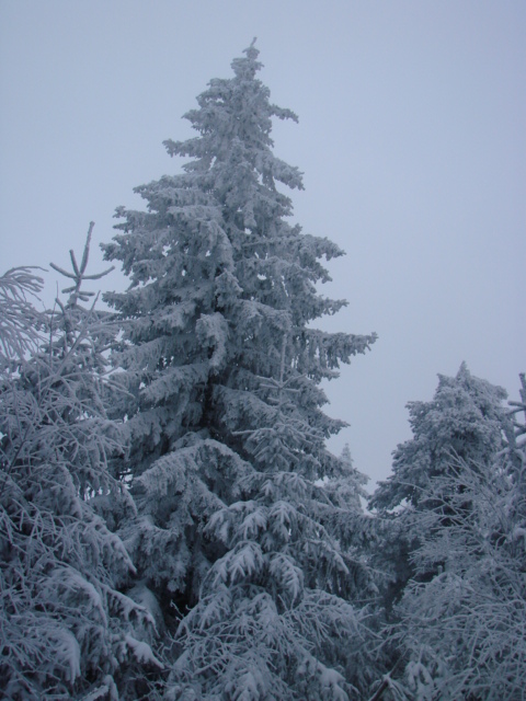 Le Pic du Lizieu dans la neige et le givre le 13/12/2007 1612