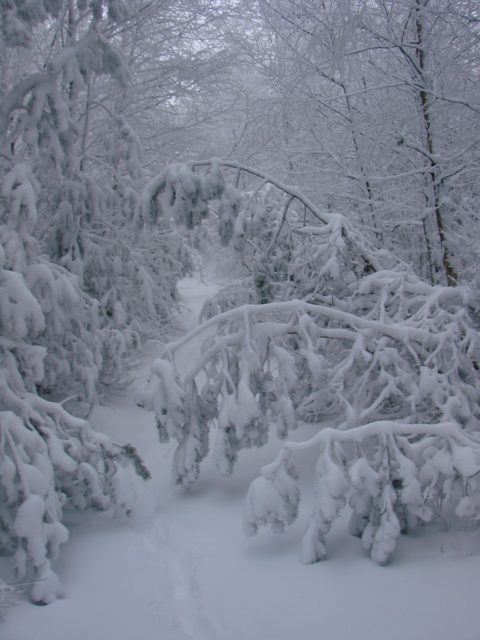Le Pic du Lizieu dans la neige et le givre le 13/12/2007 1712