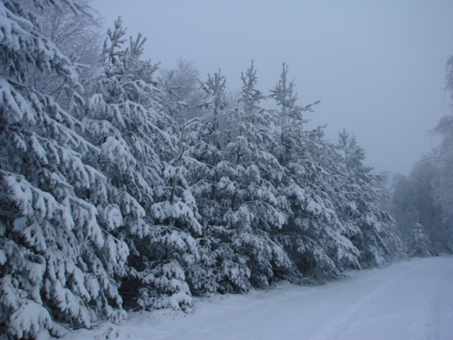 Le Pic du Lizieu dans la neige et le givre le 13/12/2007 213