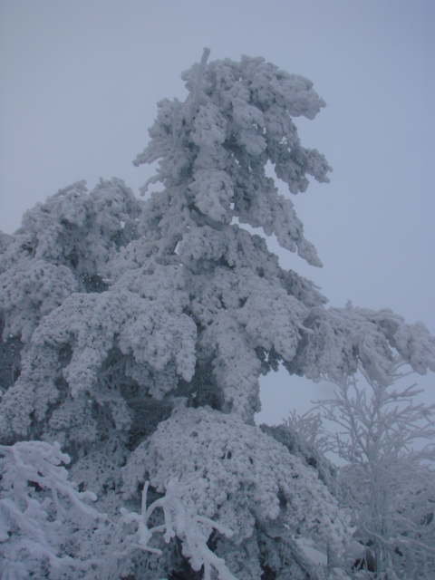 Le Pic du Lizieu dans la neige et le givre le 13/12/2007 2512