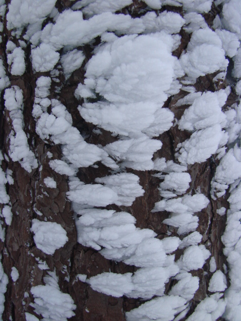 Le Pic du Lizieu dans la neige et le givre le 13/12/2007 2611