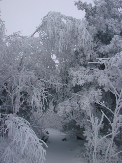 Le Pic du Lizieu dans la neige et le givre le 13/12/2007 2810