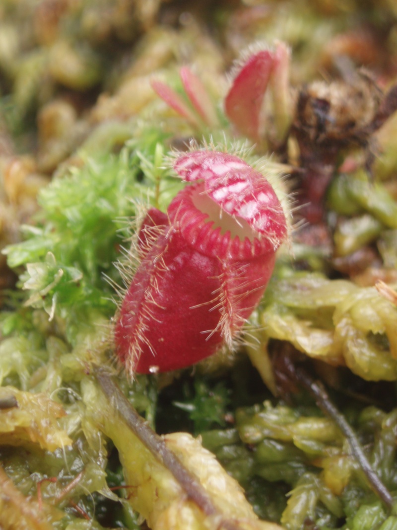 cephalotus rouges - Page 2 Pc140010