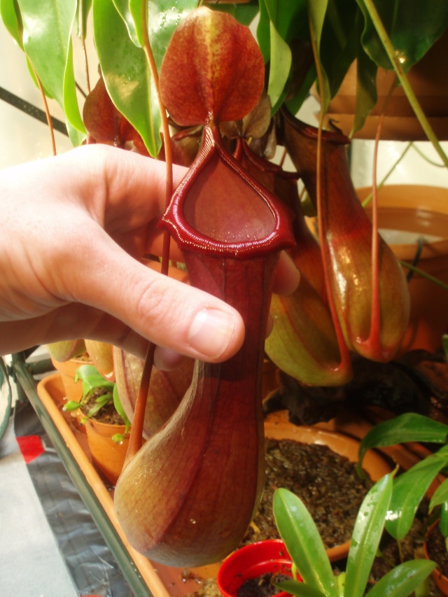 Mes petits Nepenthes :) Pc140011