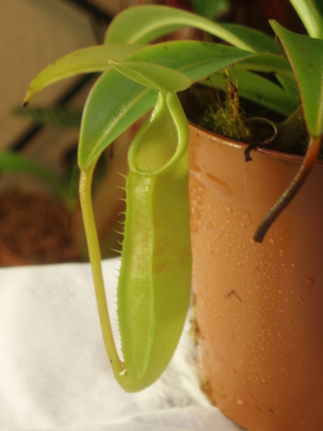 Mes petits Nepenthes :) Pc140012