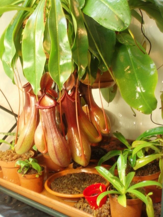 Mes petits Nepenthes :) Pc140014