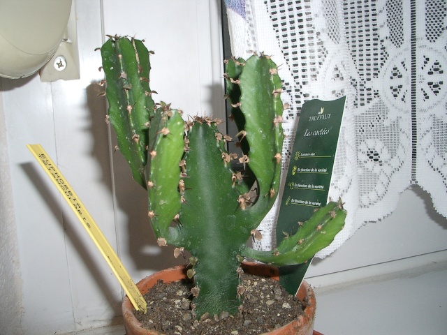 Mon cactus Imgp2410