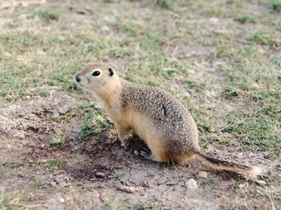 grouping HMR Gopher10