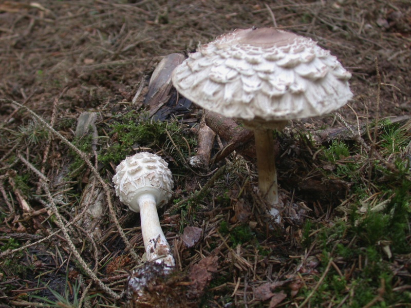 Macrolepiota rhacodes Macrol10