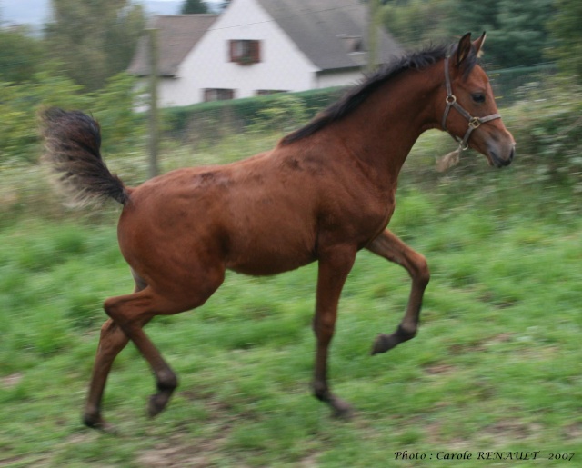 2007 - TOURIA D'ORROUY, pouliche arabe bai par ESTA SKAZIR Touria10