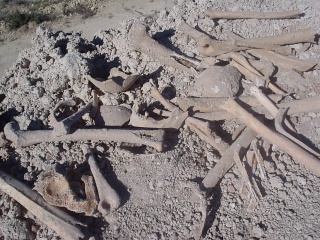 Descubren restos oseos humanos en la escombrera de Mula Mula_r11