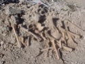 Descubren restos oseos humanos en la escombrera de Mula Mula_r10