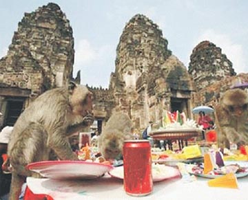 Penduduk Lopburi percaya tuah monyet.. 115