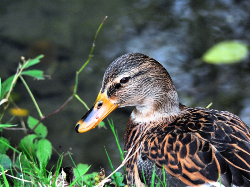 canard sympa P1020010