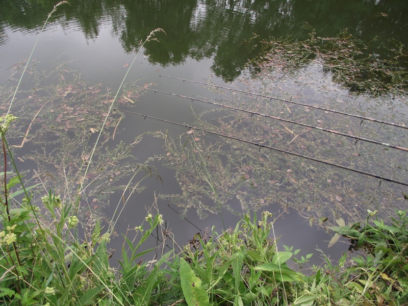 la peche de la carpe dans les herbiers en juin [sujet du mois de juin] Dscf2517