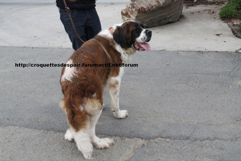 Didine Femelle St Bernard  Didine11