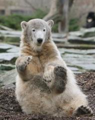 Knut, l'ours polaire du zoo de Berlin Aleqm510