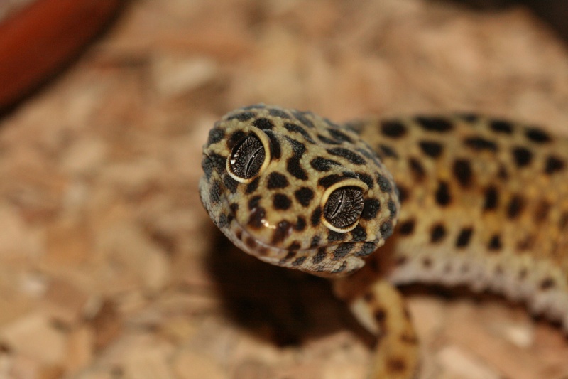 Macro de mes Geckos  Img_8416