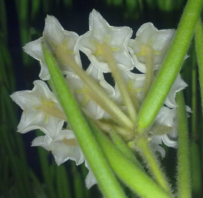 hoya linearis - Page 2 22092013