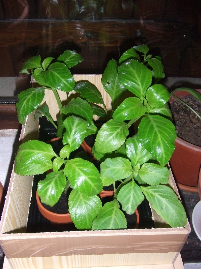 Les plantes du Goupil Salvia10