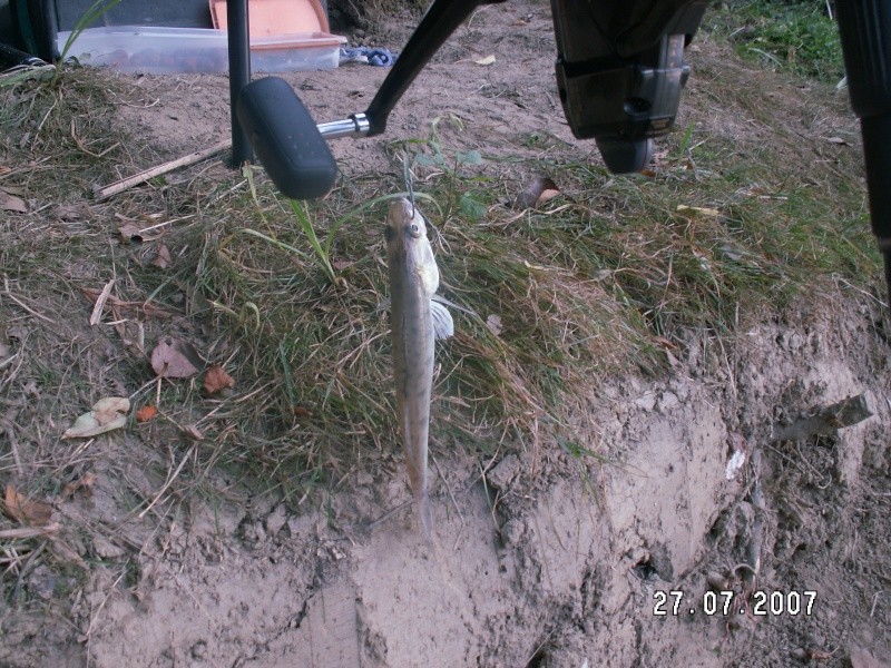 mon plus petit fish de la saison 2007 Pict0411