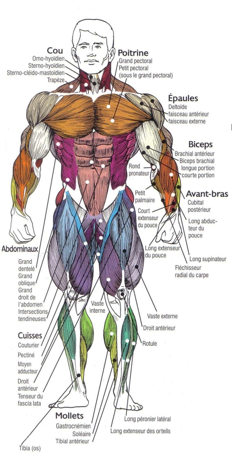 La myologie Muscle10