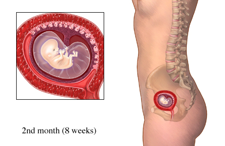 Razvoj bebe od I do XL nedelje trudnoće Wc_fd_10
