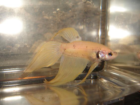 Mon male jaune qdv Betta_12