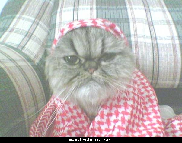 الفرق بين القطه الشاميه والقطه الخليجيه((بالصور))!!!! 7c179510