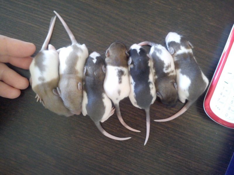 6 bébés rats à réserver pour le 2 juillet 2011 [44] Broche10