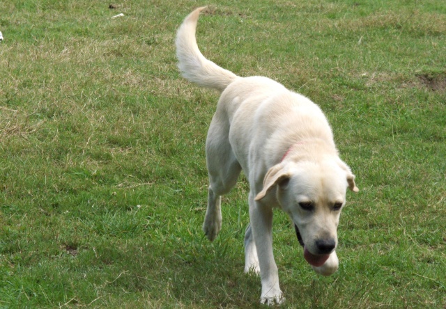 DANDY (Labrador sable) Dandy111