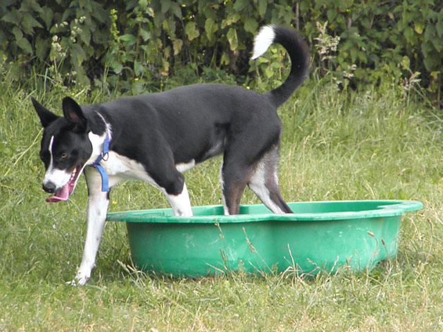 FOSTINE (Croisée Border Collie) Fostin19