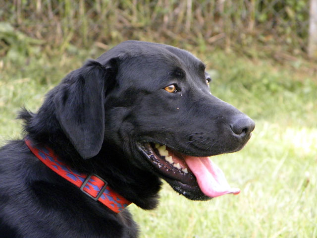 GADJO (labrador noir) Gadjo410