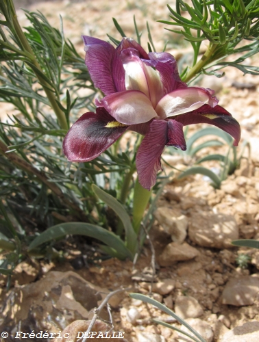 Oncocyclus ( et quelques bulbes ) en Syrie Iris_a14