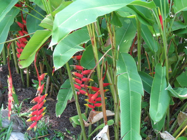 Plantes de Martinique Img_0035