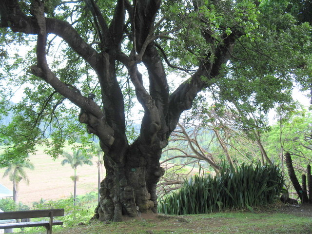 Plantes de Martinique Img_0042