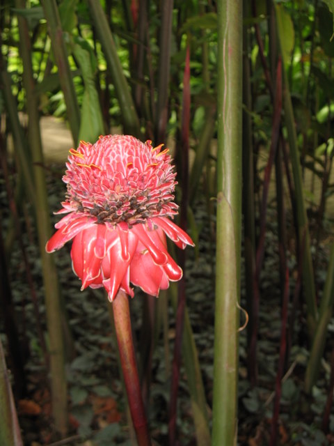 Plantes de Martinique Img_0127