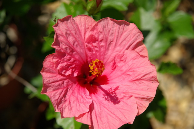 Mes hibiscus et moi...une longue histoire Imgp2213