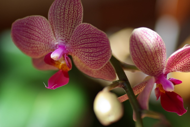 floraisons des orchidées Imgp2215