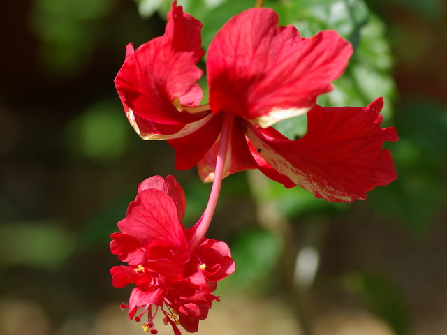 Mes hibiscus et moi...une longue histoire Imgp2312