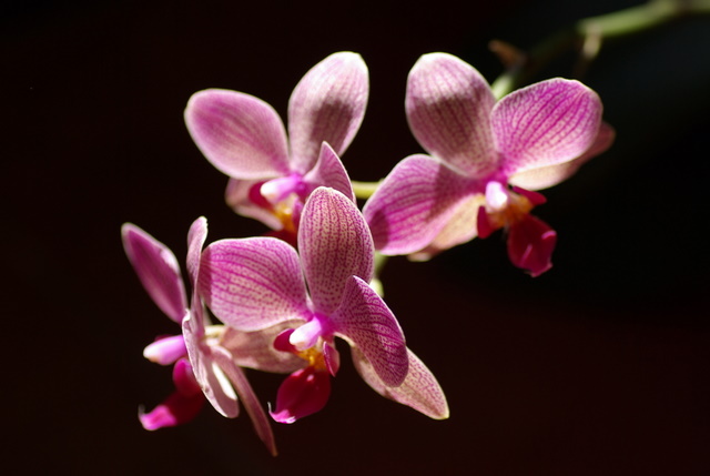 floraisons des orchidées Imgp2316