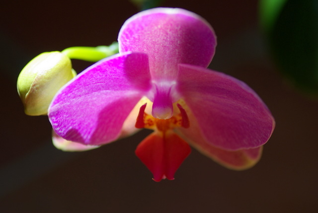 floraisons des orchidées Imgp2317