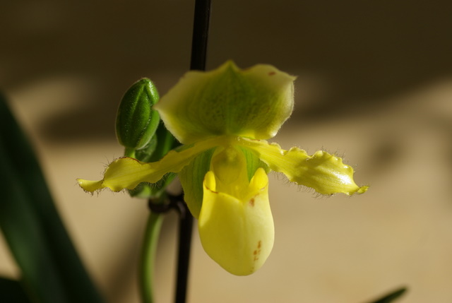 floraisons des orchidées Imgp2444