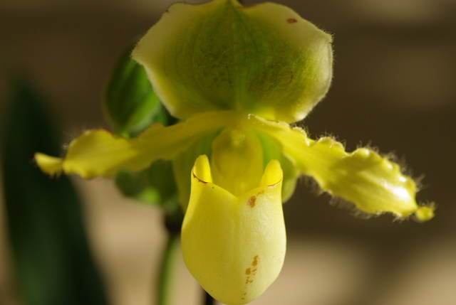 floraisons des orchidées Imgp2445