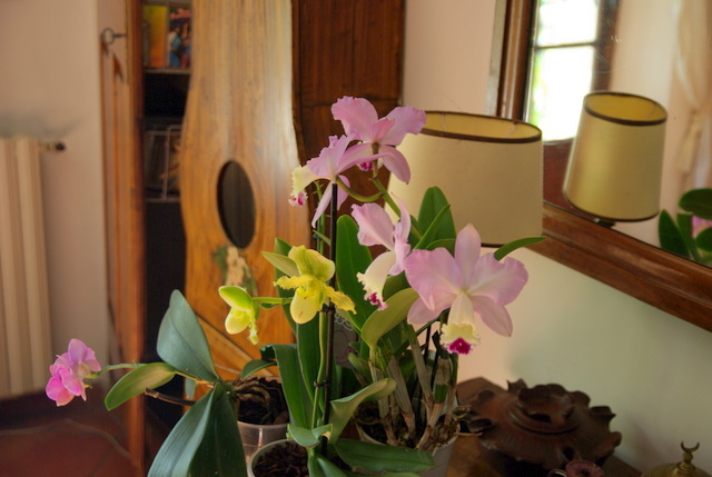 floraisons des orchidées Imgp2450