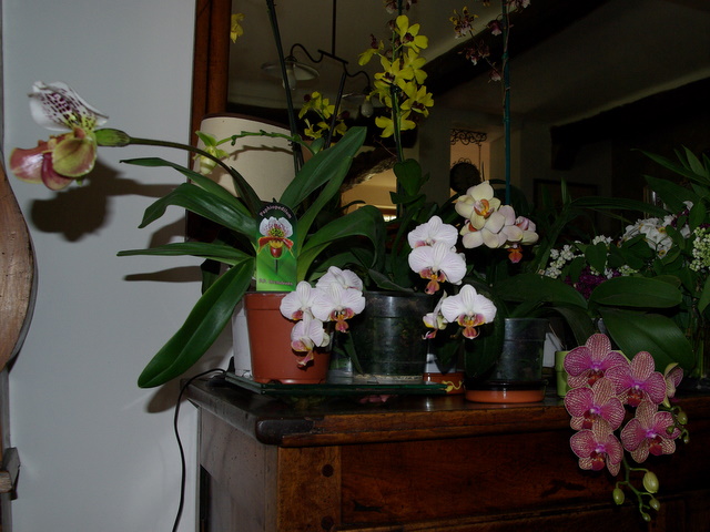 floraisons des orchidées - Page 11 Imgp3010