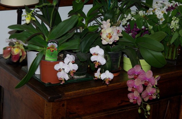 floraisons des orchidées - Page 11 Imgp3011