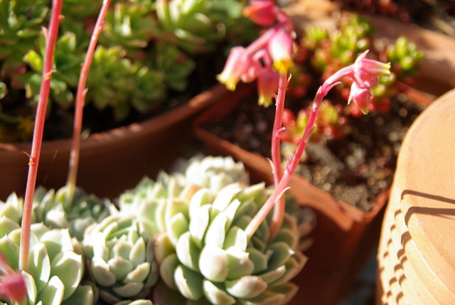 Floraisons de succulentes et cactées - Page 6 Imgp3014