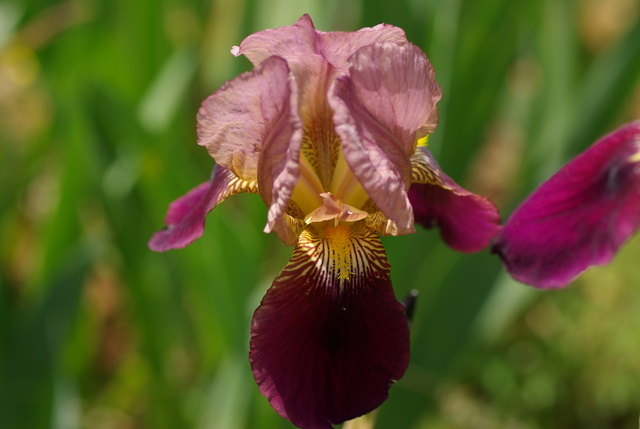 Floraisons du mois de Mai Imgp3032