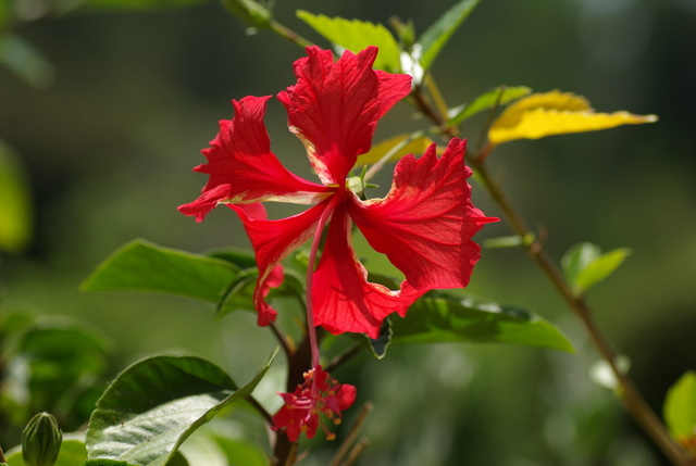 Mes hibiscus et moi...une longue histoire - Page 3 Imgp3129